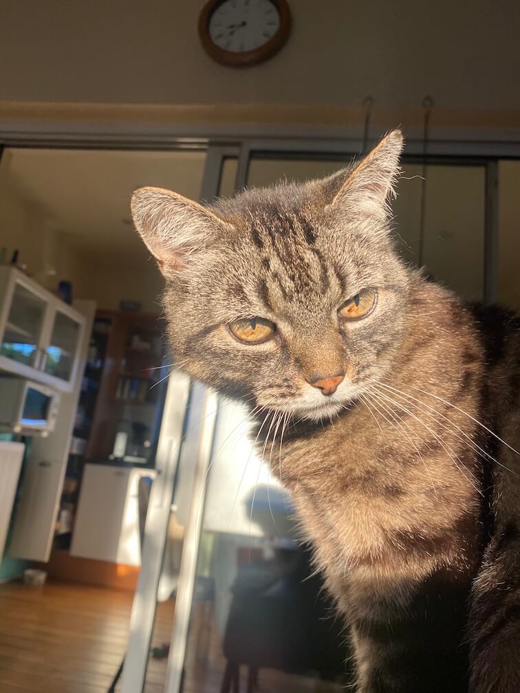 Foto van poes Katja Foto van poes Katja