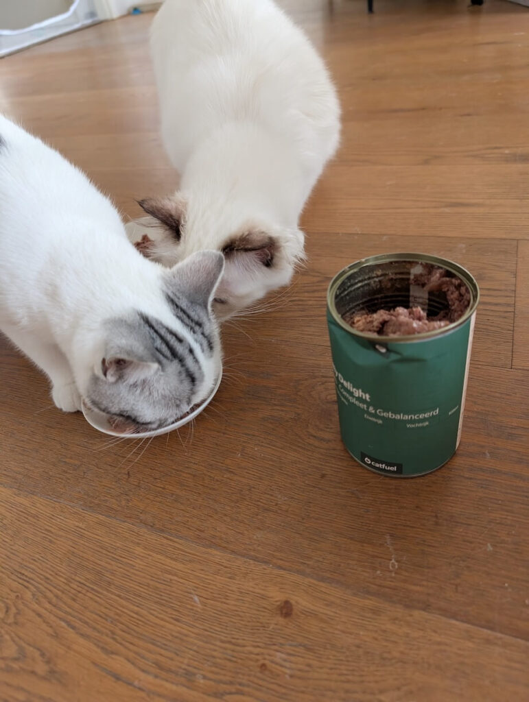 Roanne's katten Roanne's katten